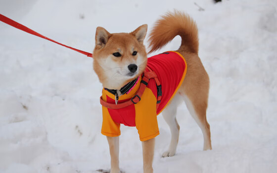 仰泳后程发力更加强劲，仰泳结束怎么站起来