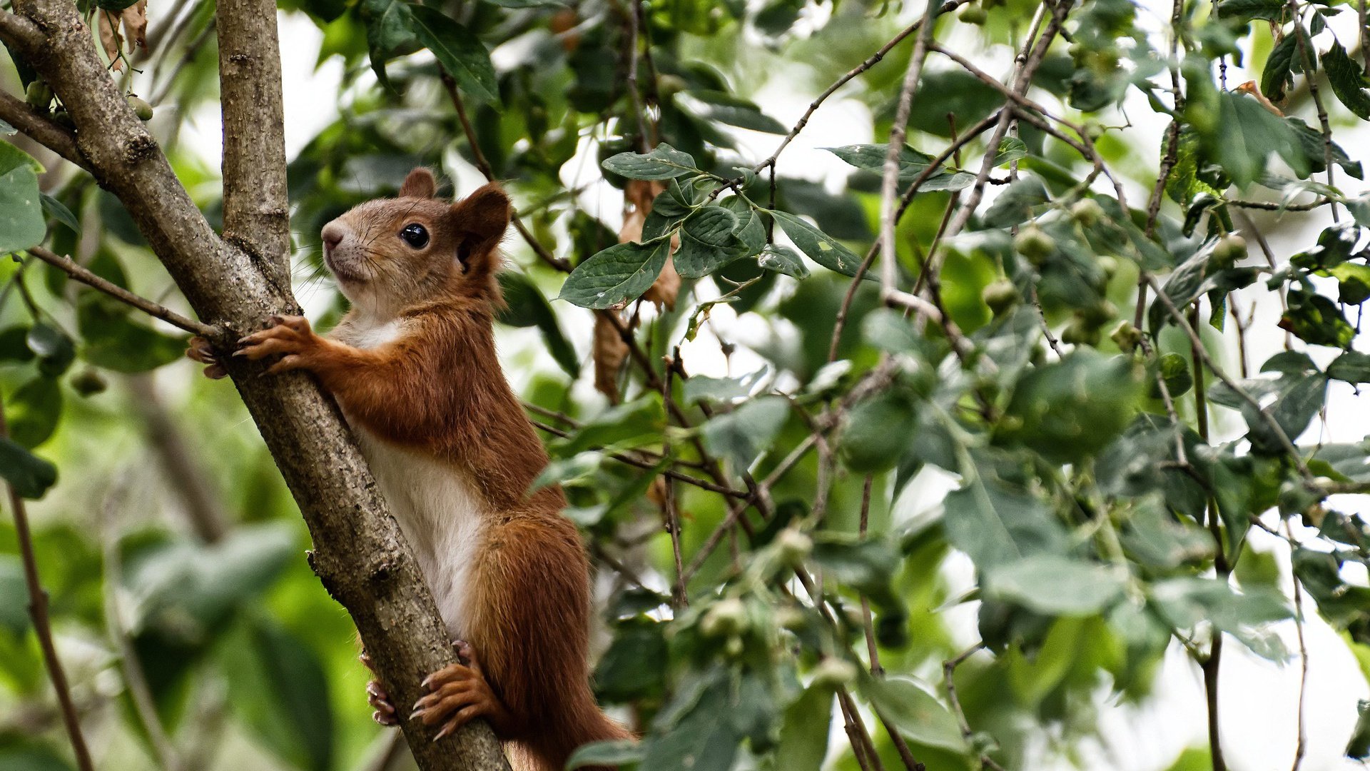 澳大利亚女子泳队屡创佳绩，澳大利亚女子游泳冠军